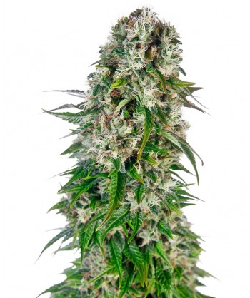 Big Bud auto da 5 semi -...